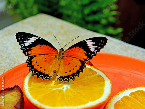 Motyl na pomarańczy
