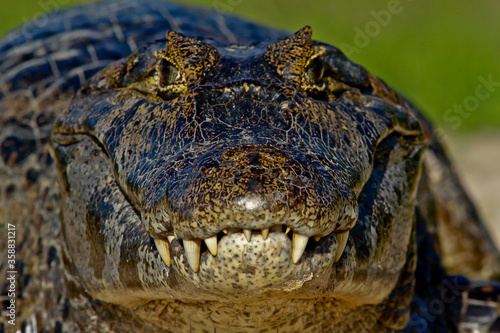 crocodile from Pantanal - Amazon 