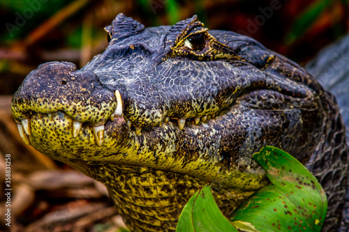 Print op canvas crocodile from Pantanal - Amazon