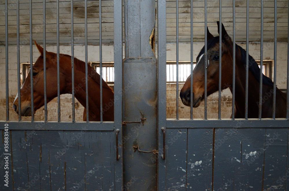 At the stable. Sad horses standing in a box stall behind bars Stock Photo |  Adobe Stock