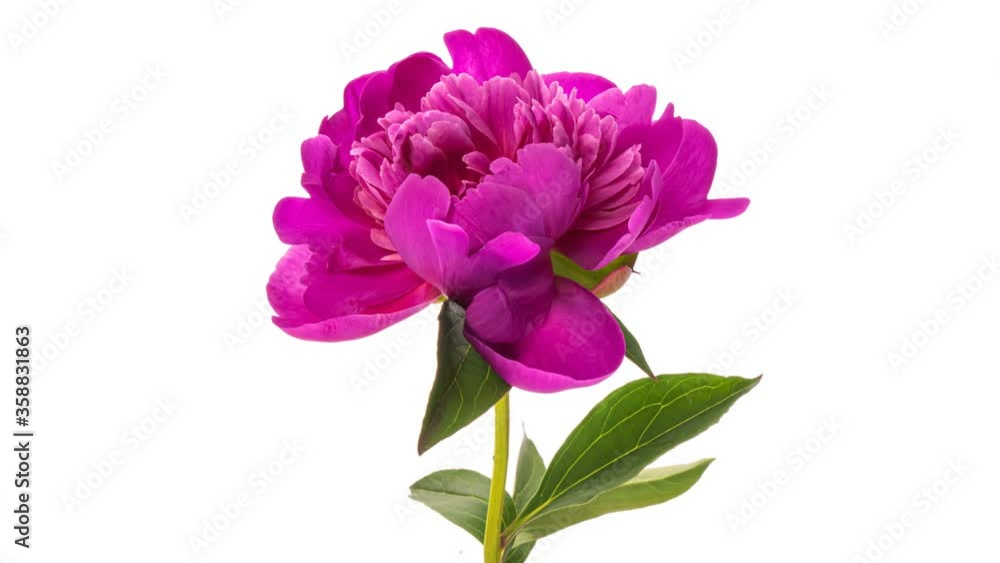 Timelapse of pink peony flower blooming on white background. Blooming peony flower open, time lapse, close-up. Wedding backdrop, Valentine's Day concept. Mother's day, Holiday, Love, birthday Timelapse of pink peony flower blooming on white background. Blooming peony flower open, time lapse, close-up. Wedding backdrop, Valentine's Day concept. Mother's day, Holiday, Love, birthday