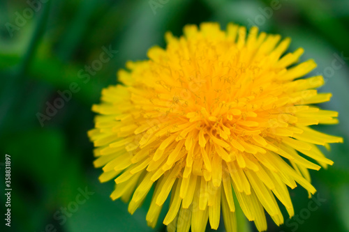 Yellow dandelion flower on a green background