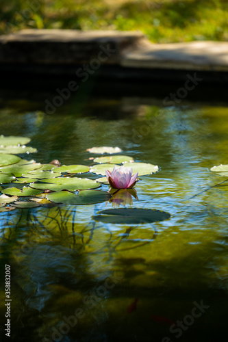 merveilleuse nature photo