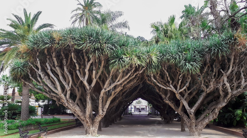 Beautiful trees in botanical Garden Elhamma Algiers , Algeria photo