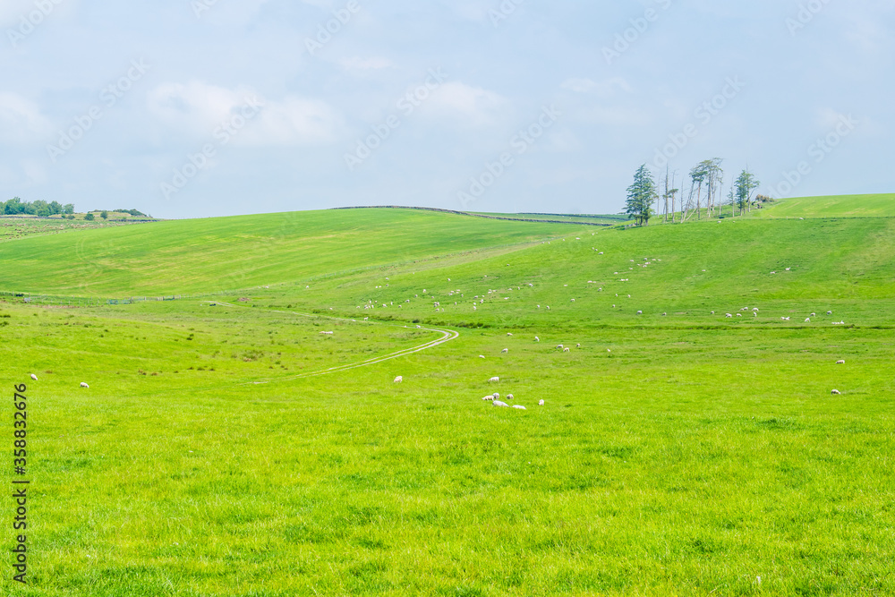 A Scenic Countryside View of a Spacious Open Grassland Field and a Blue Sky Above