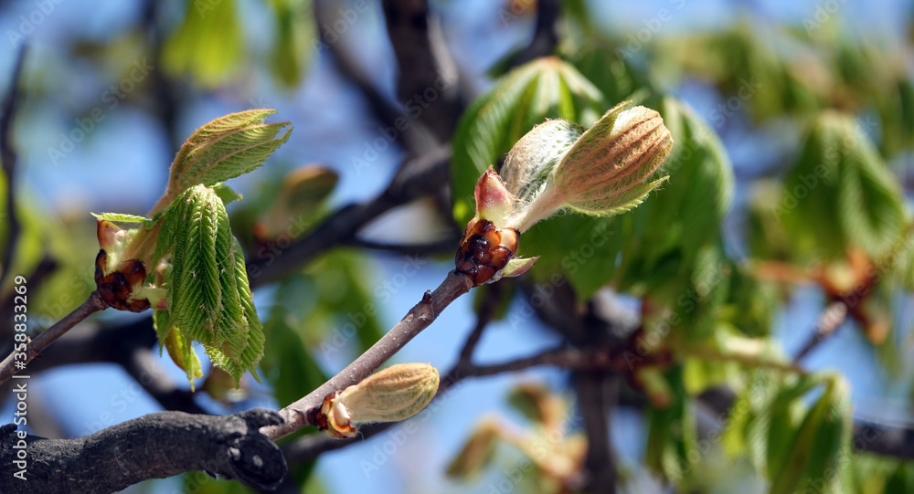 Chestnut tree blooms in spring Chestnut tree blooms in spring