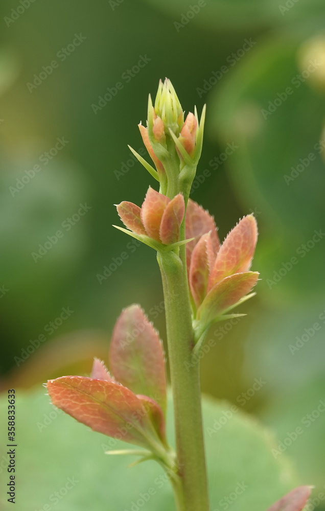 Obraz premium Flowering bush with small yellow flowers