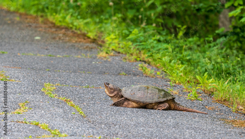 Fototapeta premium Snapping turtle on a paved trail