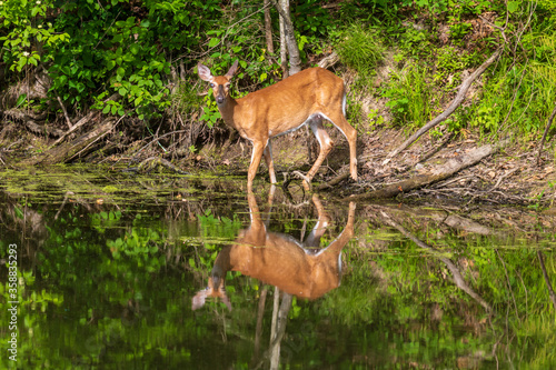 Female white-tailed deer reflected in calm water © Jennifer