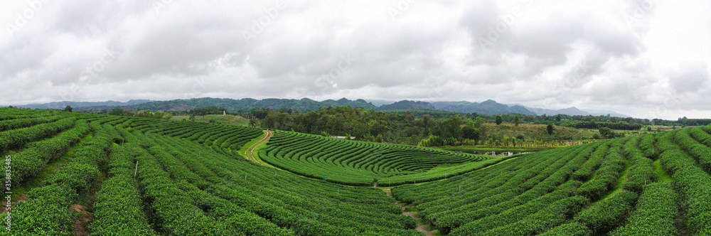 Green tea plantation on northern Thailand