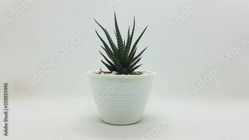 Beautiful Natural Green Succulent Cactus Plant in Clean Ceramic Pot with Stones Accessories in White Isolated Background