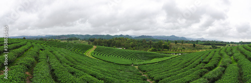 Green tea plantation on northern Thailand