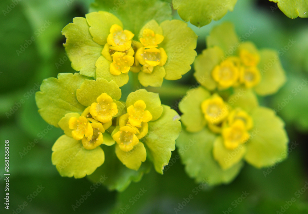 Chrysosplenium alternifolium blooms in nature in spring Chrysosplenium alternifolium blooms in nature in spring