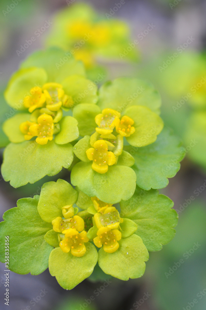 Chrysosplenium alternifolium blooms in nature in spring Chrysosplenium alternifolium blooms in nature in spring