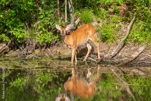 Female white-tailed deer facing the camera near water © Jennifer