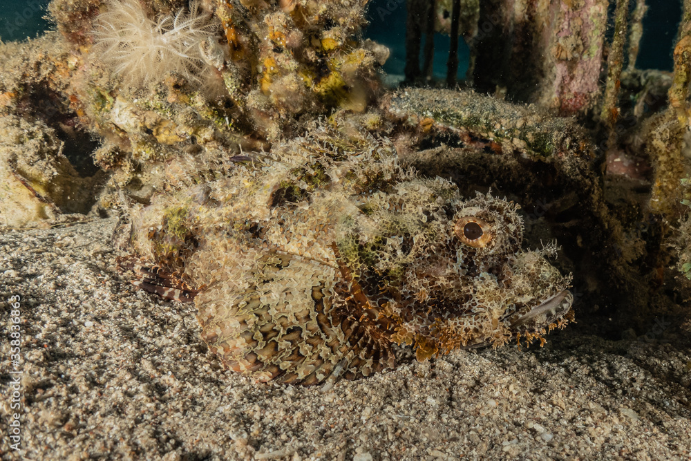 Fish swim in the Red Sea, colorful fish, Eilat Israel
Fish swim in the Red Sea, colorful fish, Eilat Israel