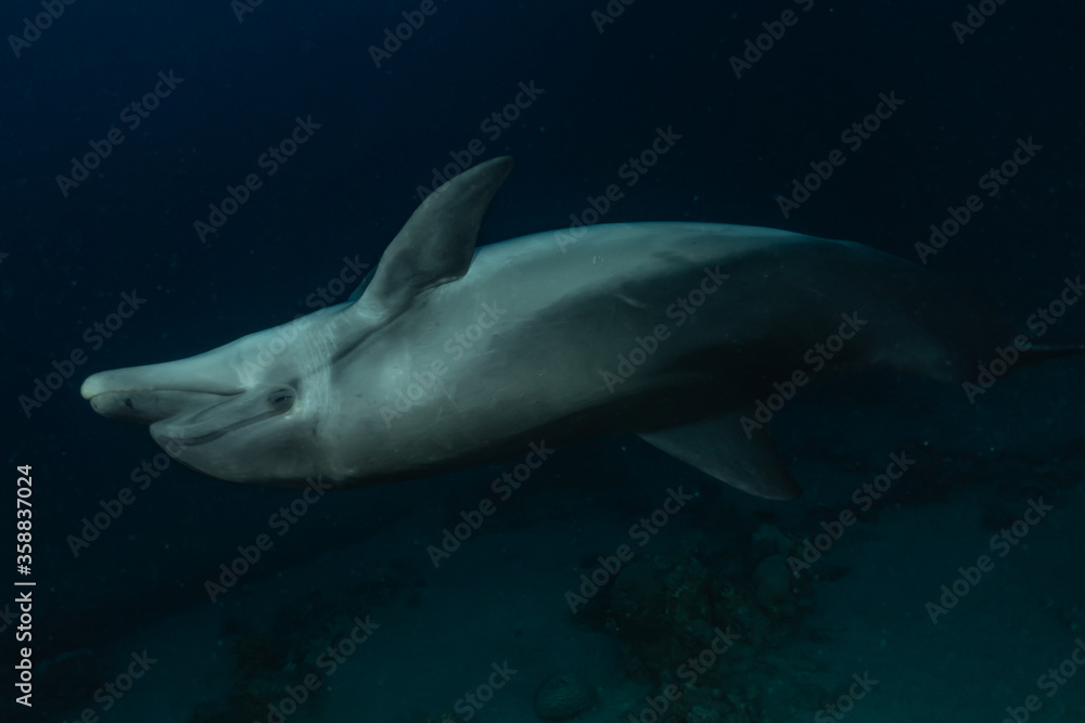 Fototapeta premium Dolphin swimming in the Red Sea, Eilat Israel 