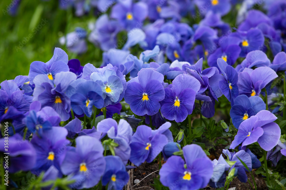 Purple Pansies blooming. Cute beautiful violet flowers growing in flowerbed. Close up shot. Horisontal format. Purple Pansies blooming. Cute beautiful violet flowers growing in flowerbed. Close up shot. Horisontal format.