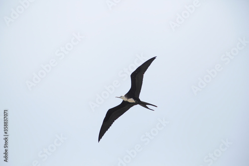 seagull in flight © Paulo Pampolin