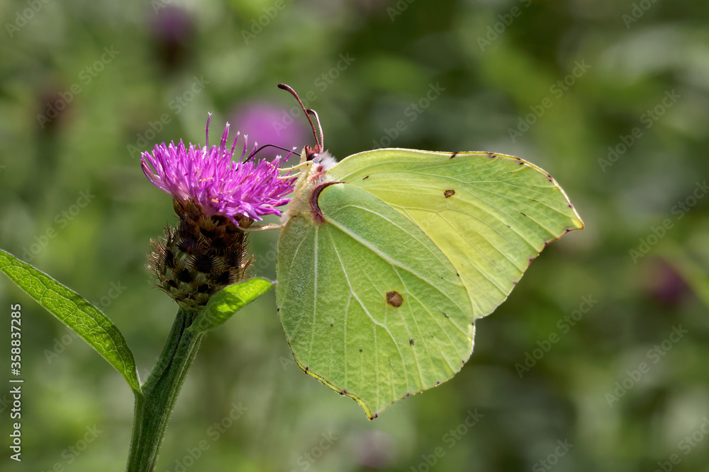 A Brimstone Butterfly nectaring on Knapweed. A Brimstone Butterfly nectaring on Knapweed.