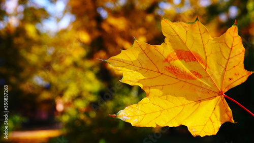 Autumn leaf with a kiss - a kiss of autumn