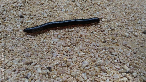 centipede  at its full length