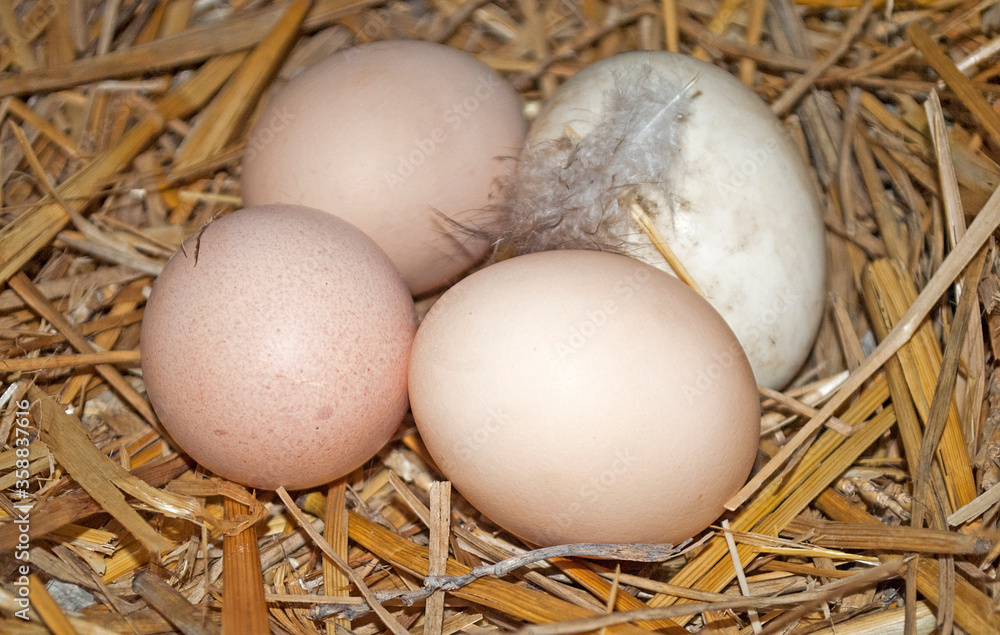 chicken eggs and feather in a nest of straw