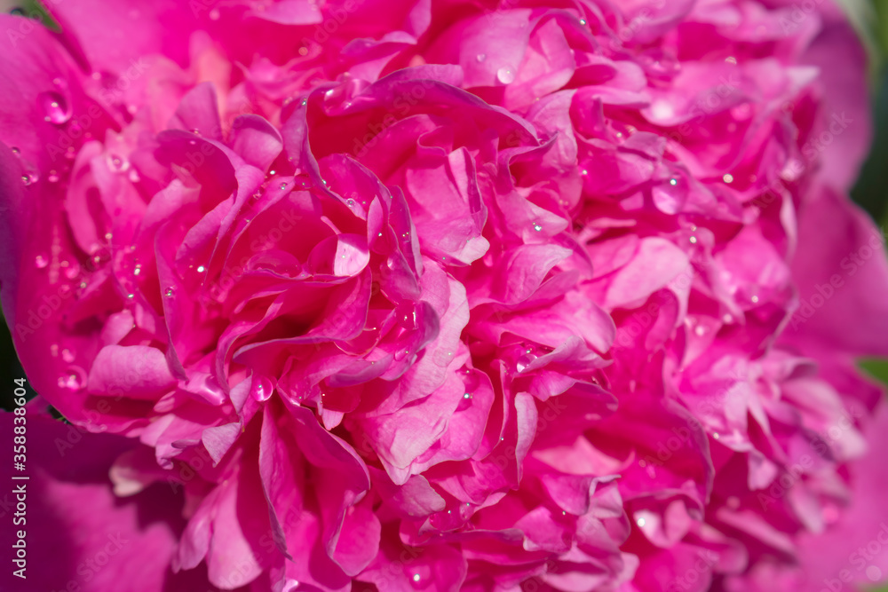 Pink peony flower petals and water drops