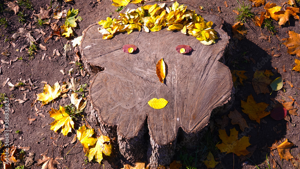 Obraz premium Stump in autumn park Kiev Ukraine