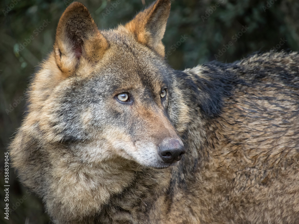 Lobo