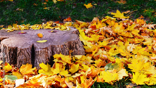 Stump in autumn park Kiev Ukraine