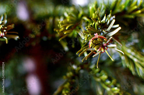 Rose Gold Engagement Ring on Pine Tree Branch.