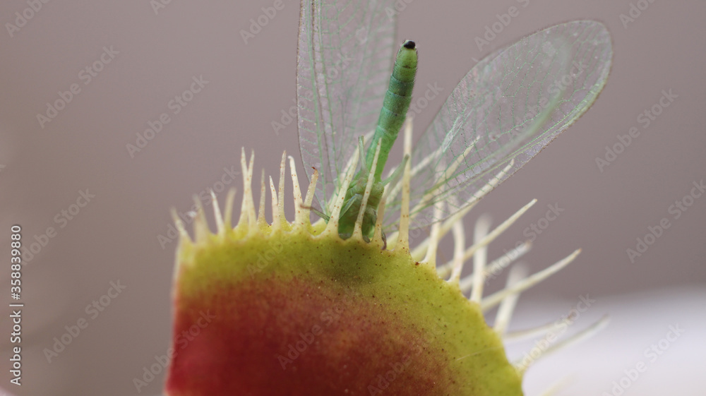 Venus flytrap macro photo insect Venus flytrap macro photo insect