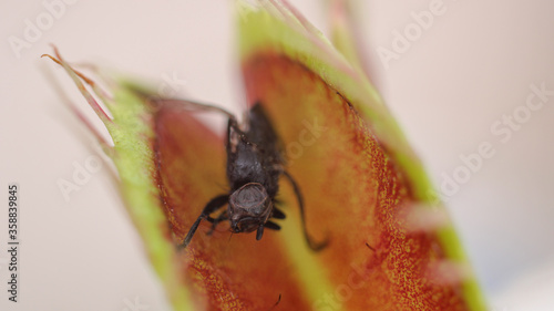 Venus flytrap macro photo insect © Recep