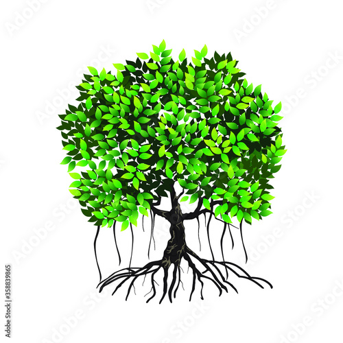 banyan tree vector illustration