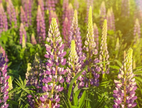 Lupins in the field at sunset
