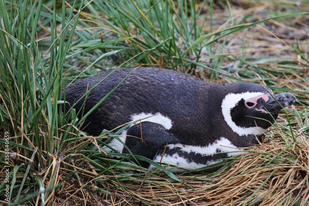 Fototapeta premium Shot of a penguin in ecological reservoir in Argentinan Patagonia, in Ushuaia province.