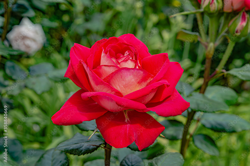 Garden with a beautiful red rose. Background Garden with a beautiful red rose. Background