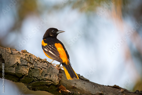 Εκτύπωση καμβά Male Baltimore Oriole perched on a tree branch in a Trail in Mississauga, Ontari