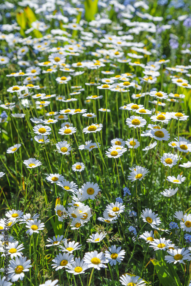 Daisy flowers on the grass during the spring time.