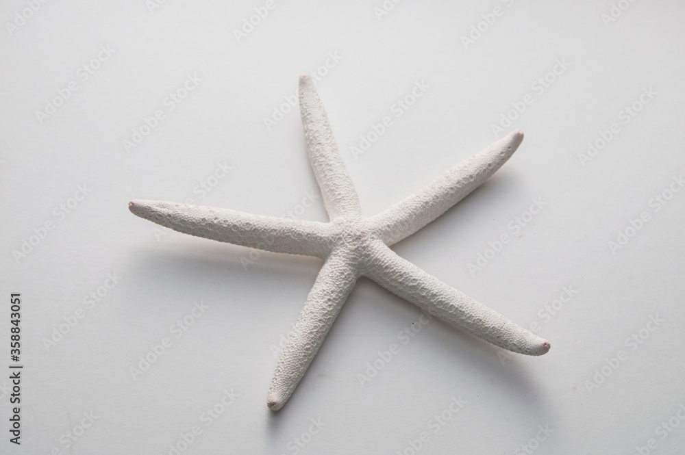A natural white starfish, isolated, on white background A natural white starfish, isolated, on white background