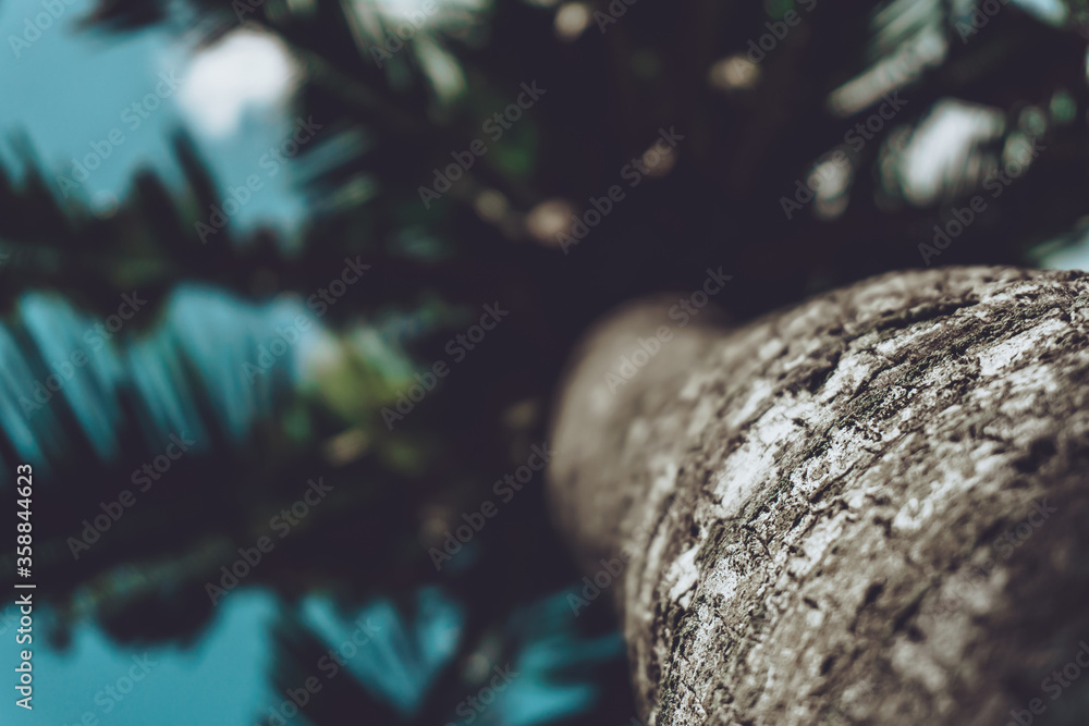 Photo of tall green palm trees against a blue sky Photo of tall green palm trees against a blue sky