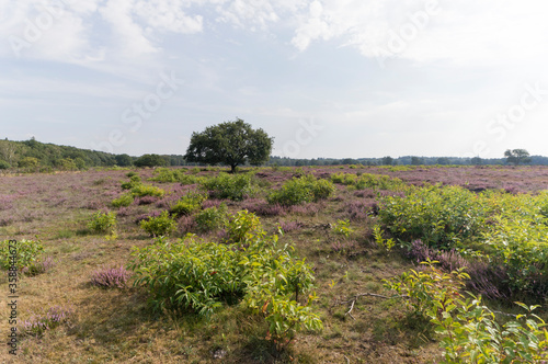 Heather landscape near Hilversum, the Netherlands