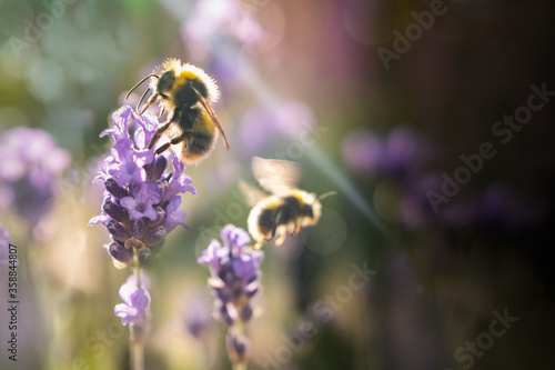 Bumblebees enjoying lavender flowers in late afternoon sunshine.