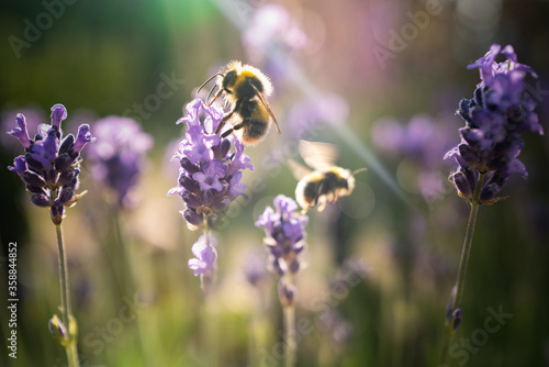 Fototapeta bees enjoying lavender flowers in late afternoon sunshine.