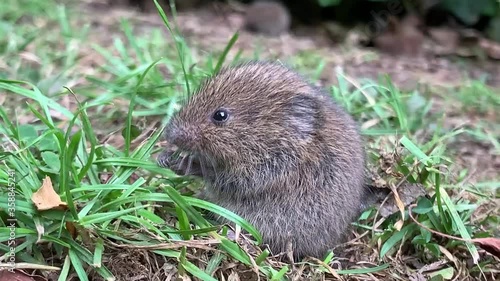 Field Vole Eating Grass - Close Up