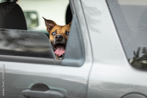 a happy dog looking out a car window