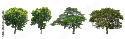 The collection of trees Isolated on white background with paths