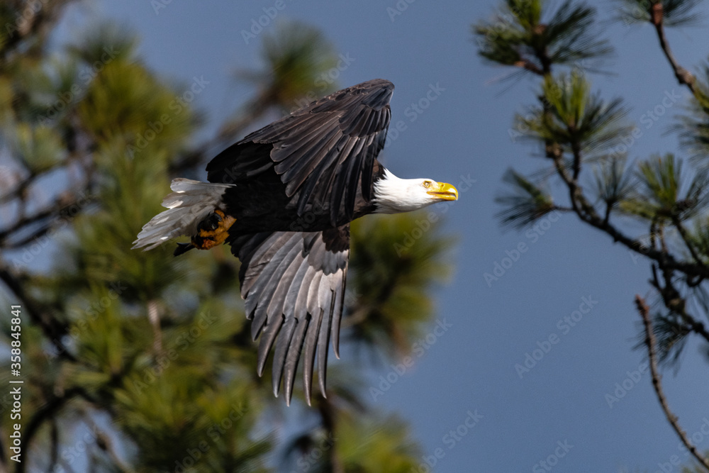 Hunting Bald Eagle (Haliaeetus leucocephalus) Hunting Bald Eagle (Haliaeetus leucocephalus)