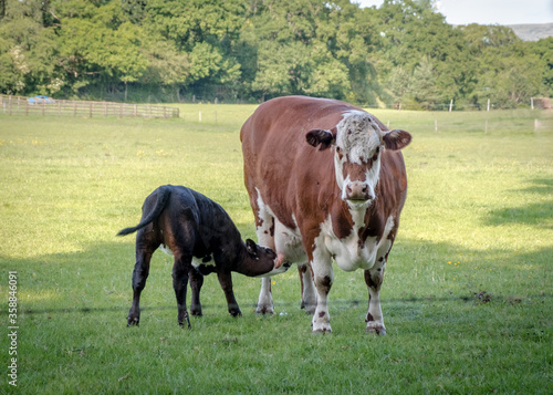 Cow with her calf feeding in a field